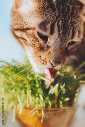 bengal cat eating grass for the health of pets on the windowsill. Conceptual photo of pet care and healthy food for domestic cats. Cute adult cat. Pet grass. Sprouted oats. Health of Pets. Care pets 