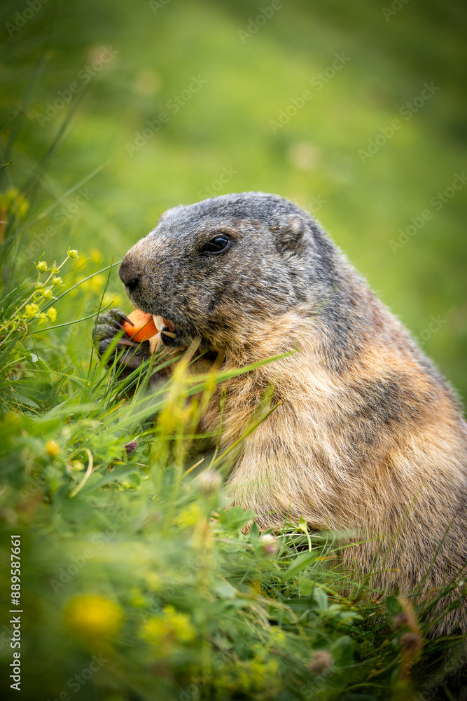 Fototapeta premium Murmeltier isst Möhre