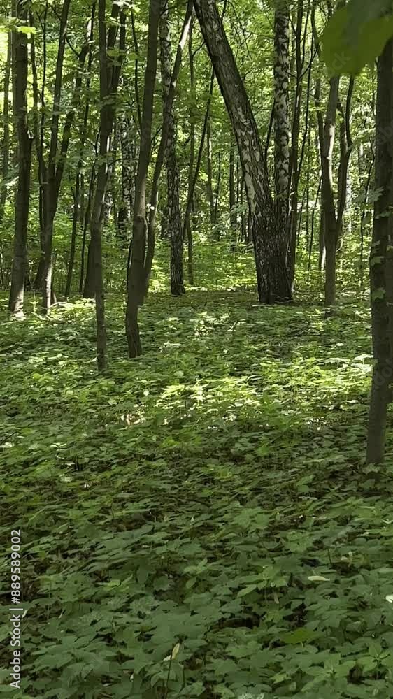Horizontal movement of the camera in the shade of summer thickets in the forest. Horizontal movement of the camera in the shade of summer thickets in the forest.