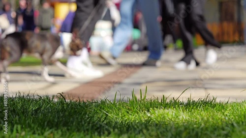 People recreating on sunny day in a park, slow motion, selective focus on foreground shallow DOF.