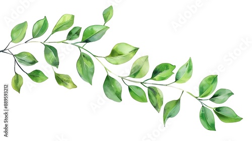 Summer branches and floral leaves isolated on a white backdrop.