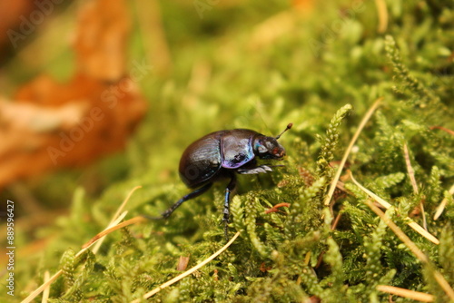 dung beetle on moss