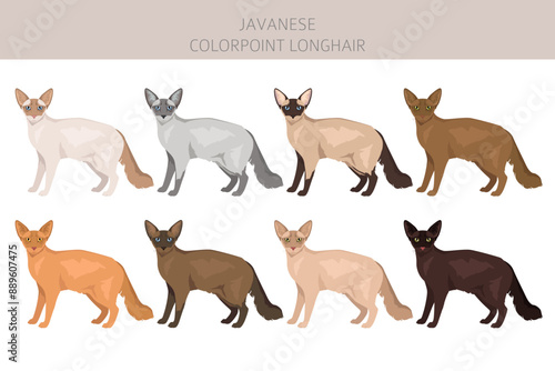фотографія Javanese cat clipart