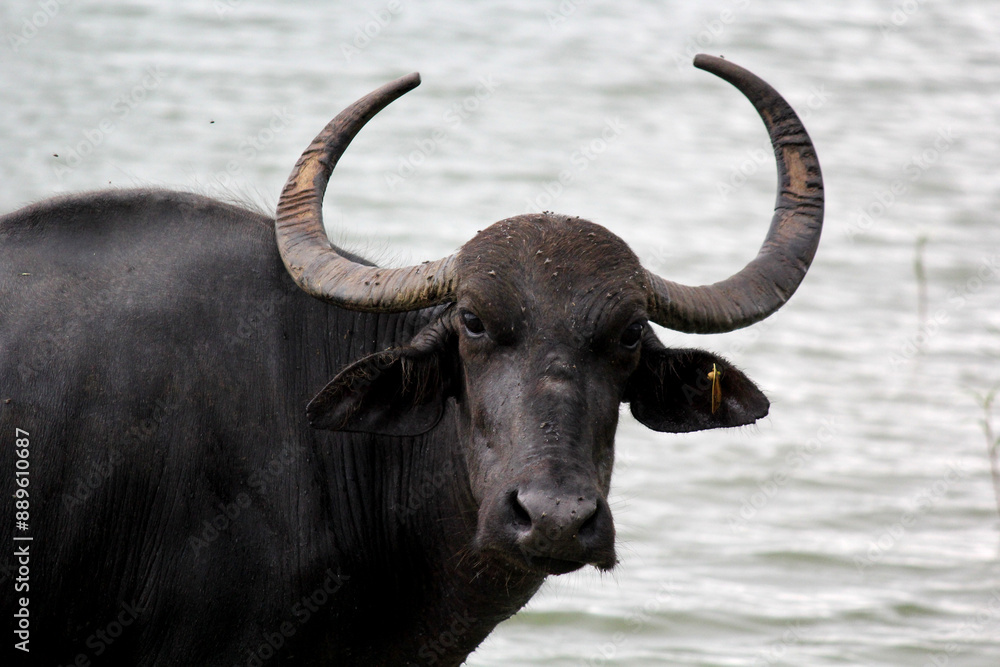 close up shot of buffalo italian buffalo and indian buffalo at water lake close up shot of buffalo italian buffalo and indian buffalo at water lake