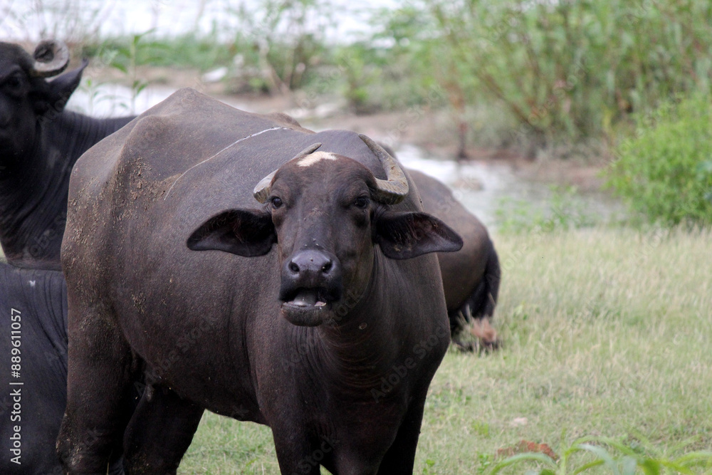 close up shot of buffalo italian buffalo and indian buffalo at water lake close up shot of buffalo italian buffalo and indian buffalo at water lake