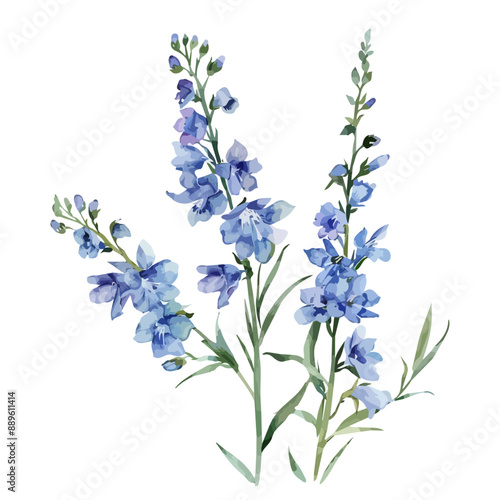 Watercolor of a Larkspur plant, isolated on a white background, Larkspur flower painting