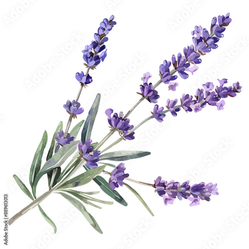 Watercolor painting of a lavender flower, isolated on a white background, lavender flower vector