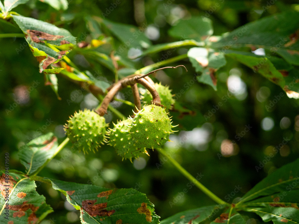 Chestnuts on a branch, several chestnuts on a chestnut branch, chestnuts in the shell Chestnuts on a branch, several chestnuts on a chestnut branch, chestnuts in the shell
