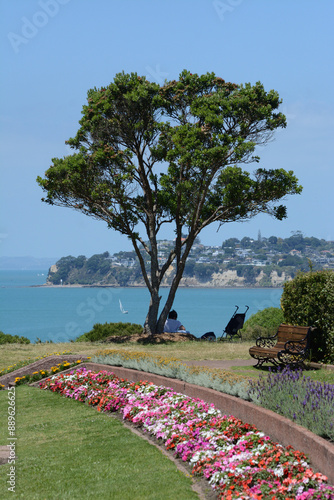 Lavender flowerbed in a park in Auckland, New Zealand