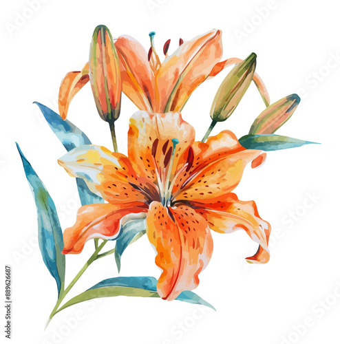 Watercolor painting of Lily flowers, isolated on a white background, Lily flower Graphic