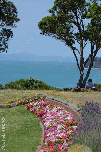 Lavender flowerbed in a park in Auckland, New Zealand