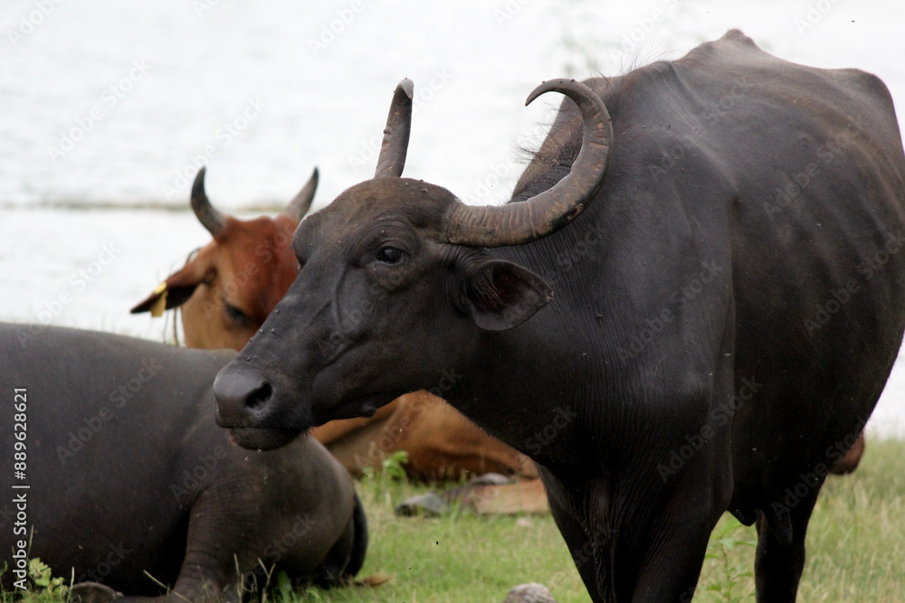 close up shot of buffalo italian buffalo and indian buffalo at water lake close up shot of buffalo italian buffalo and indian buffalo at water lake