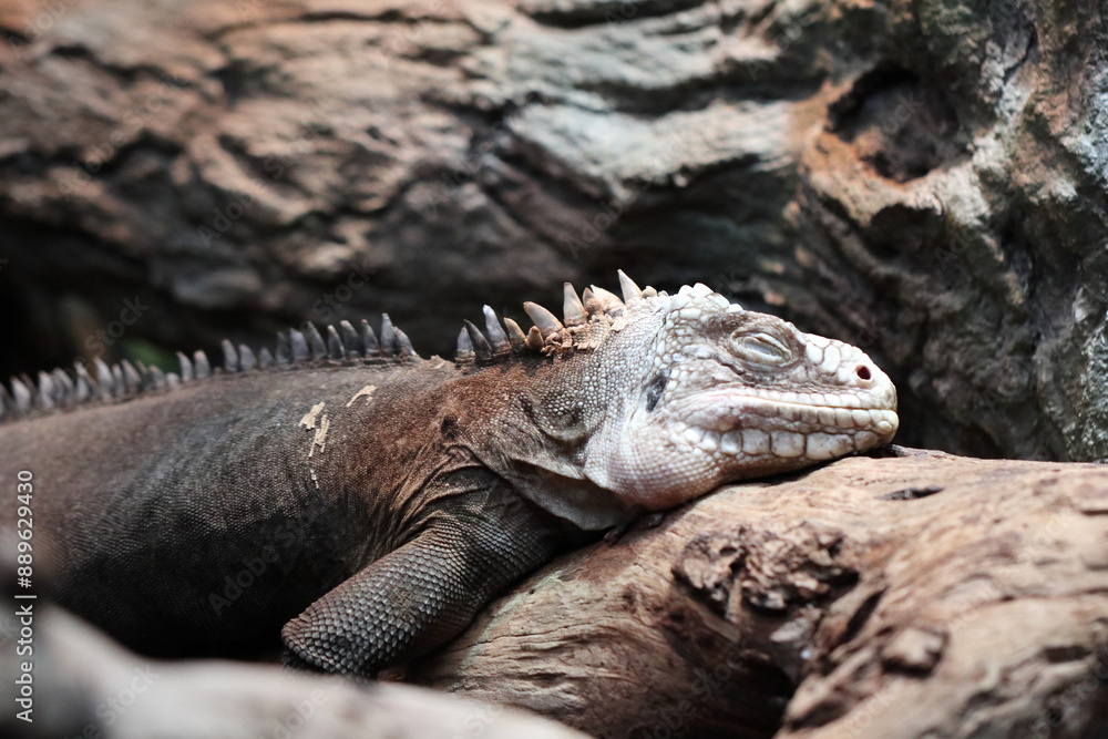 Lesser Antillean iguana (Iguana delicatissima) Lesser Antillean iguana (Iguana delicatissima)