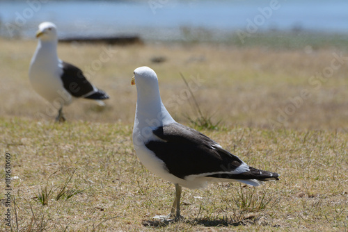 Larus dominicanus, two birds on the grass looking at each other