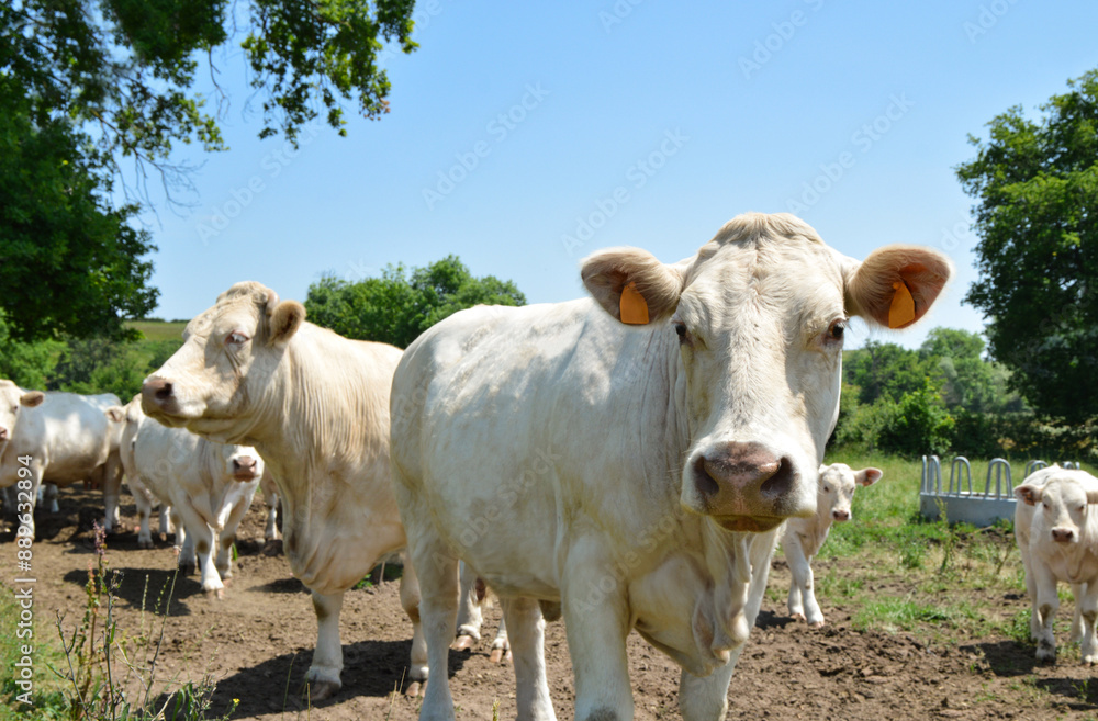 A herd of Charolais cow with a little calves, in a green pasture in the countryside. A herd of Charolais cow with a little calves, in a green pasture in the countryside.