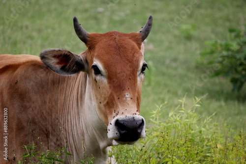 cow lying down on grass in farm field