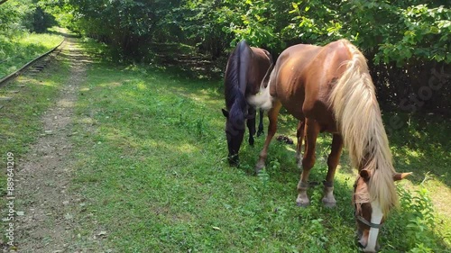 A horse grazes on lush green grass in a sunlit forest clearing near the railway. The surrounding trees and foliage create a tranquil natural environment.