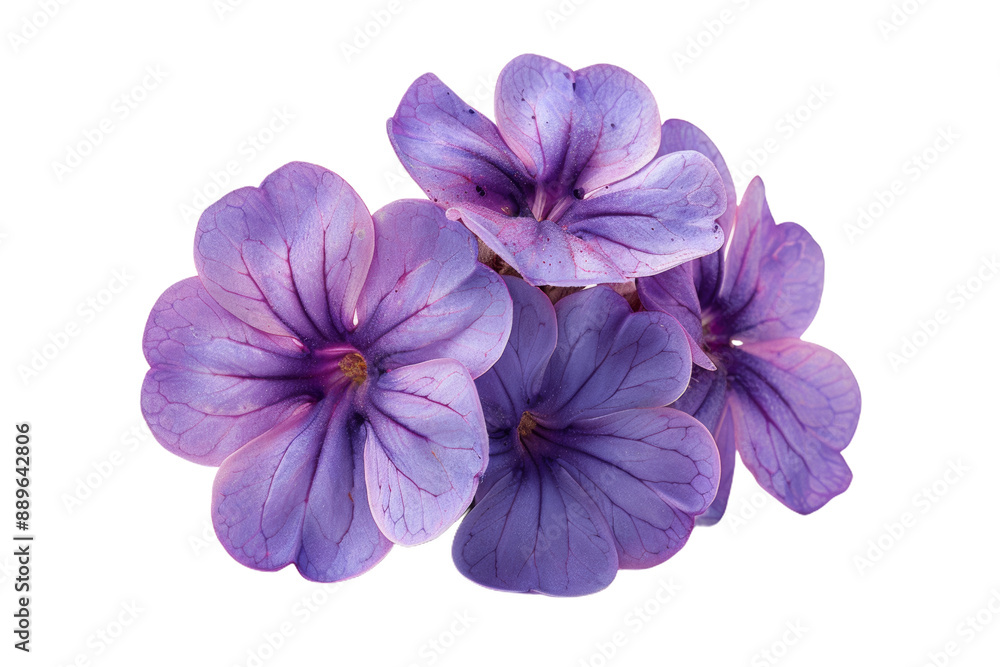 Purple Heliotrope Flowers Close-Up Purple Heliotrope Flowers Close-Up