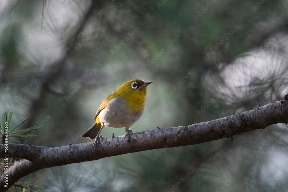 Indian white-eye or Zosterops palpebrosus or Oriental white-eye, in Binsar in Uttarakhand, India Indian white-eye or Zosterops palpebrosus or Oriental white-eye, in Binsar in Uttarakhand, India