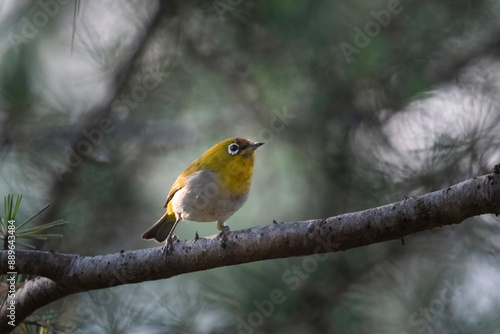 Indian white-eye or Zosterops palpebrosus or Oriental white-eye, in Binsar in Uttarakhand, India photo