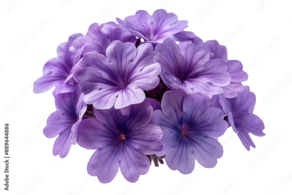 Fototapeta premium Purple Verbena Flower Bouquet