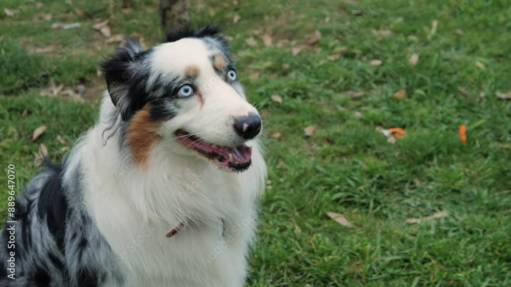 Australian Shepherd dog portrait with striking blue eyes captured outdoors in a park setting Australian Shepherd dog portrait with striking blue eyes captured outdoors in a park setting