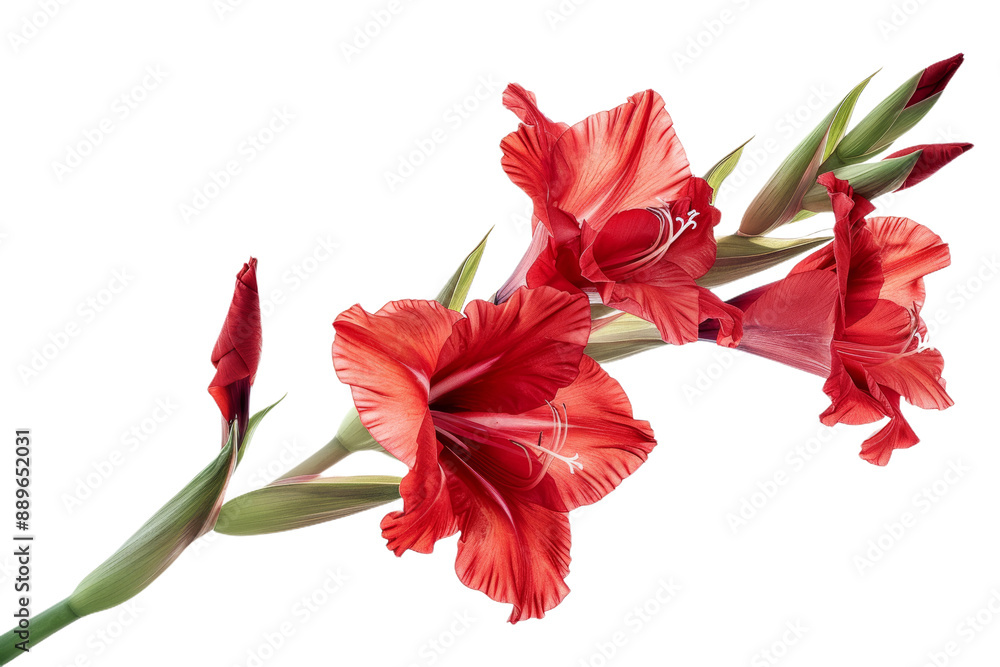 Single Red Gladiolus Bloom Single Red Gladiolus Bloom