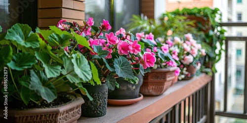 balcony with potted rex begonia plants,