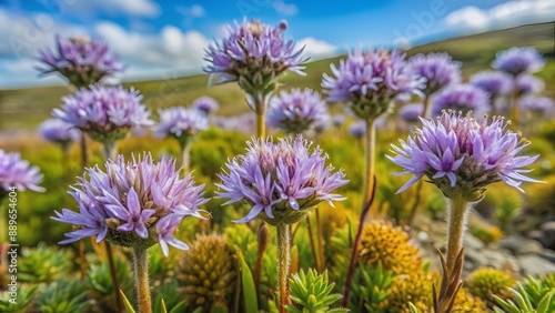 Two-horned Pincerwort (Cephalozia bicuspidata) growing in the British countryside photo