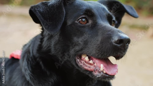 Wallpaper Mural Black Labrador Retriever dog portrait, walking enjoying nature, looking joyful and playful with tongue out Torontodigital.ca