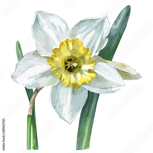 Watercolor vector of a Narcissus flower, isolated on a white background, Narcissus flower clipart