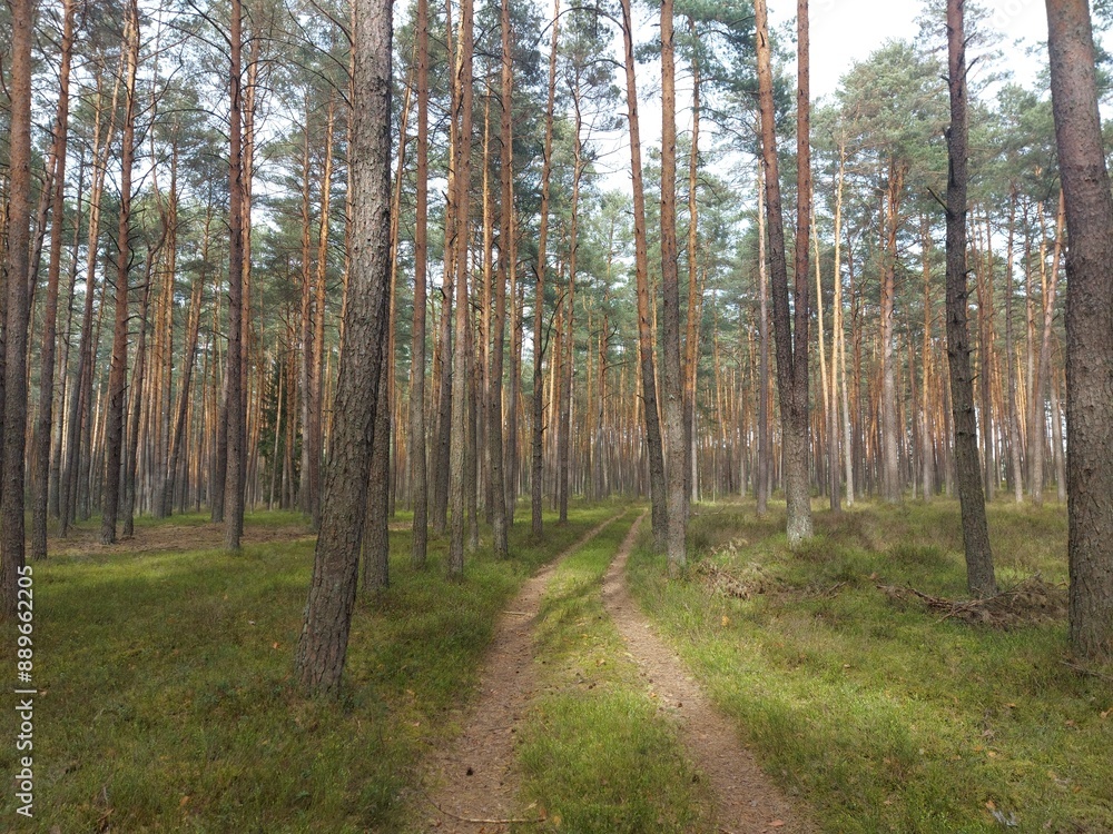 Obraz premium Droga w lesie