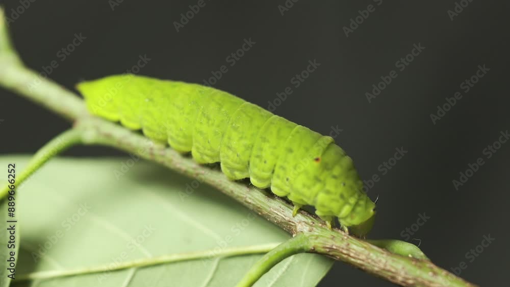 Macro close-up 4K in black background of green caterpillar crawls on leaf, showing the intricate details of wildlife in a garden or forest setting, highlighting the beauty of the natural environment.