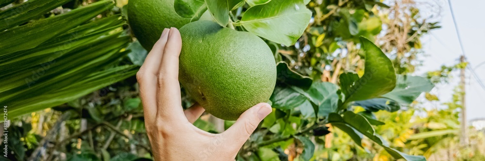 Hand picking a fresh green pomelo from a tree in a lush garden, symbolizing organic farming and natural food harvesting Hand picking a fresh green pomelo from a tree in a lush garden, symbolizing organic farming and natural food harvesting