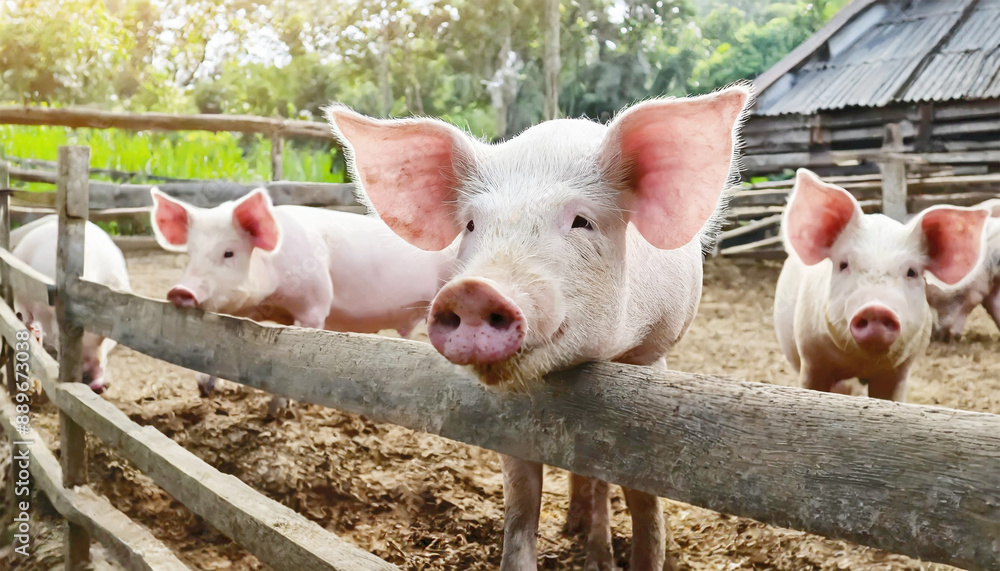 Pigs on the farm behind a wooden fence, selective focus. Pigs on the farm behind a wooden fence, selective focus.