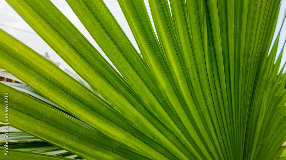 Close-up of a vibrant green palm leaf representing tropical vacations and eco-friendly living concepts Close-up of a vibrant green palm leaf representing tropical vacations and eco-friendly living concepts