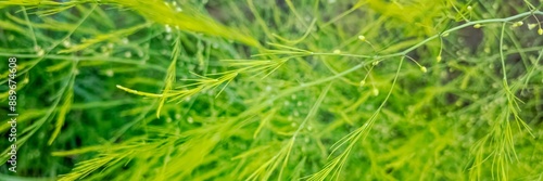 Lush green asparagus fern foliage symbolizes rejuvenation and growth, perfect for Earth Day or gardening concepts