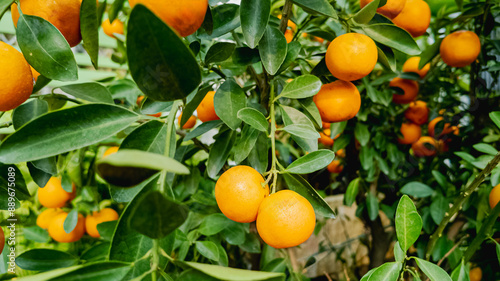 Close-up of ripe oranges hanging on tree branches, symbolizing harvest season and natural organic farming
