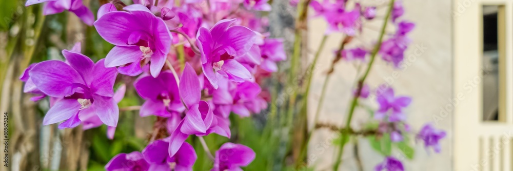 Vibrant purple orchids bloom in a garden, symbolizing elegance and perfect for Mother's Day or tropical-themed designs Vibrant purple orchids bloom in a garden, symbolizing elegance and perfect for Mother's Day or tropical-themed designs
