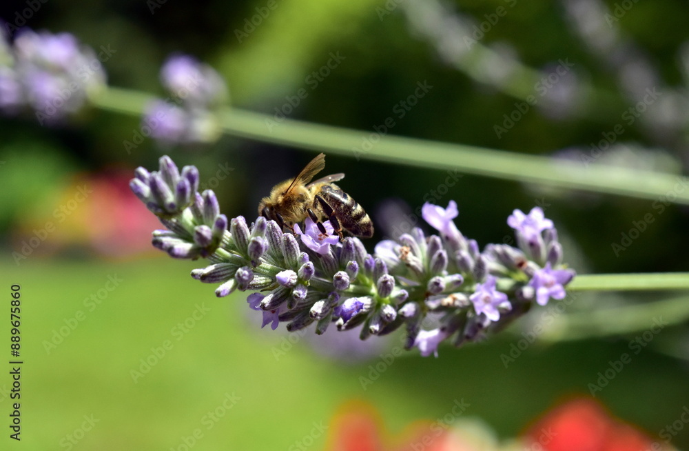 Obraz premium Biene auf einer Lavendelblüte