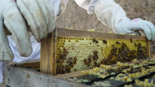 Frame of honey bees being pulled for hive inspection. 