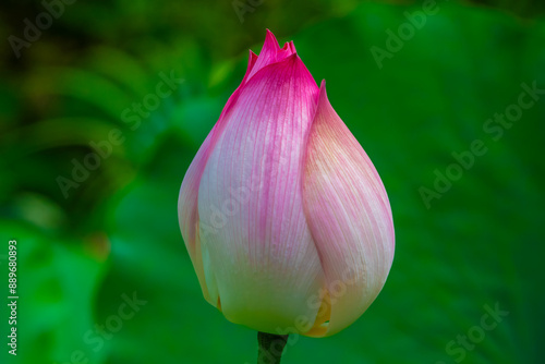 Beautiful red  lotus flower bud, Beitou, Taipei, Taiwan photo