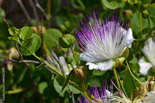 Blüte der Kaper / Echter Kapernstrauch // Flower of the caper / Caper bush (Capparis spinosa) photo