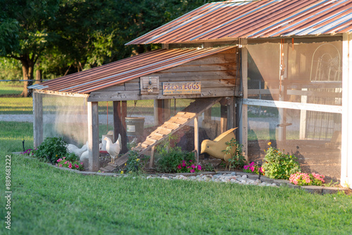 Chickens in Chicken Coop