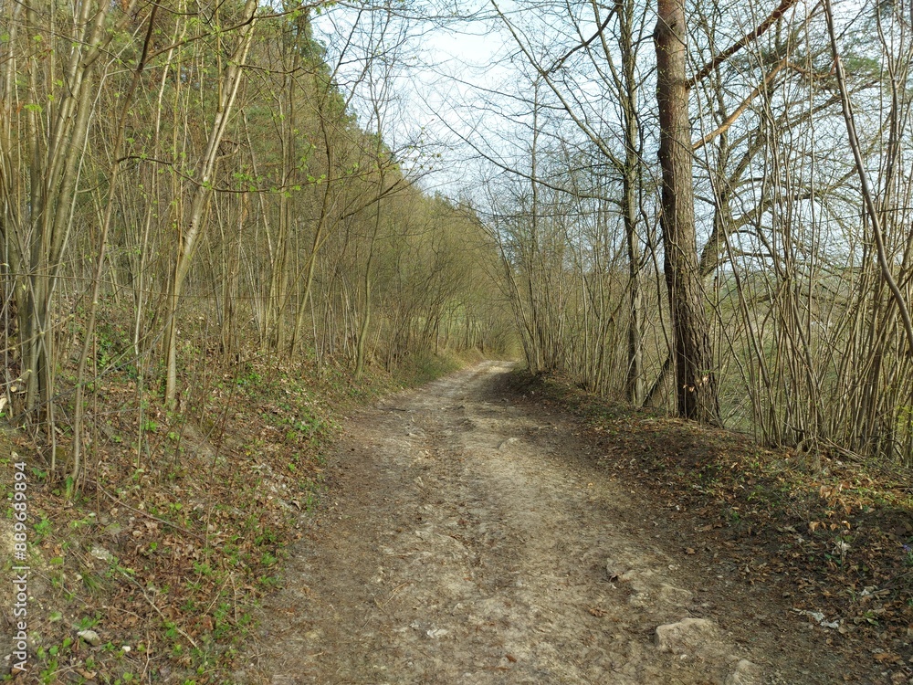 Obraz premium Droga na skraju lasu