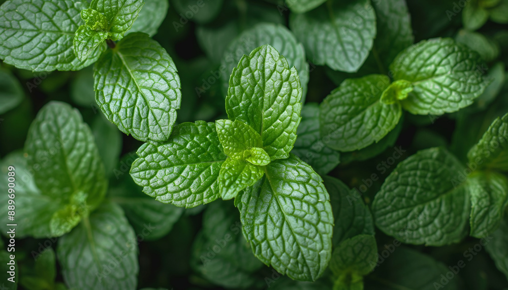 Mint leaves background. Green mint leaves pattern layout design. Ecology natural creative concept. Top view nature background with spearmint herbs Mint leaves background. Green mint leaves pattern layout design. Ecology natural creative concept. Top view nature background with spearmint herbs