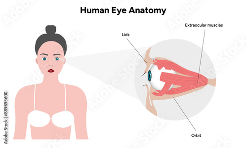 Human Eye Anatomy, medical illustration infographic