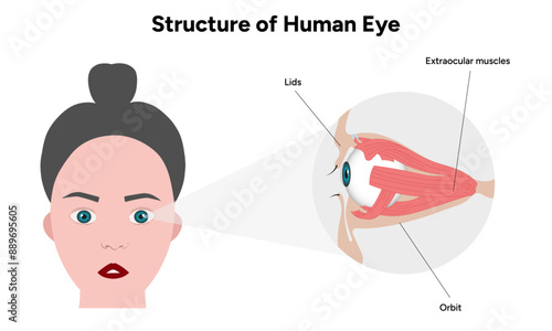 Human Eye Anatomy, medical illustration infographic