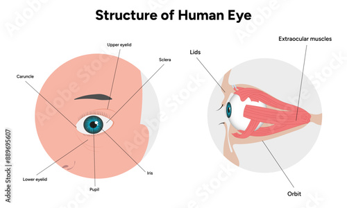 Human Eye Anatomy, medical illustration infographic