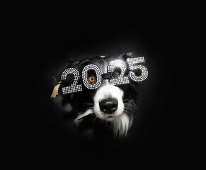 Border collie dog celebrating new year wih glasses 2025 text. Isolated  through black hole background